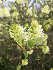 Fothergilla