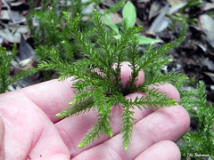 Austrolycopodium