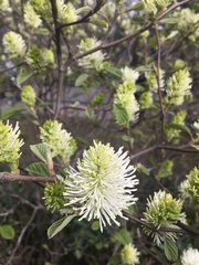 Fothergilla