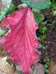 Caladium bicolor