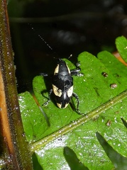 Peridinetus cretaceus