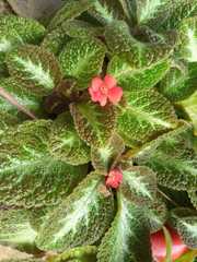 Episcia