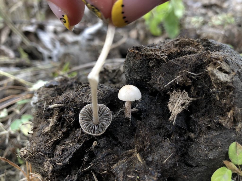 Panaeolus antillarum · November 2021 · photo: © skjoldalsted (iNaturalist, cc-by)