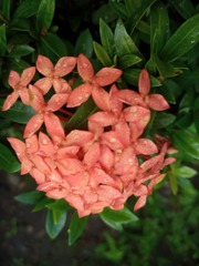 Ixora
