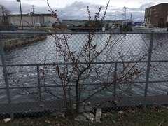 Prunus serrulata