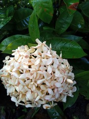 Ixora