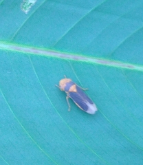 Oncometopia hamiltoni