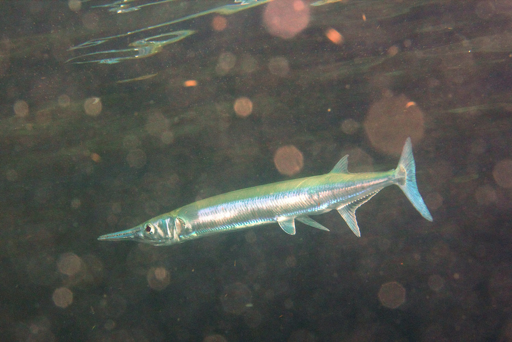 Keeljaw Longtom (Reef Fish of the Hawaiian Islands) · iNaturalist