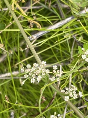 Apium prostratum prostratum