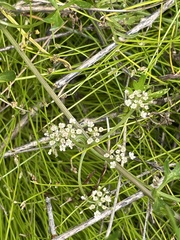 Apium prostratum prostratum