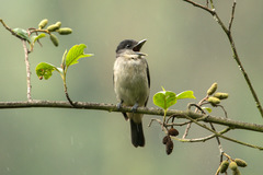 Pachyramphus validus