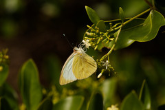 Ascia monuste eubotea