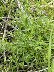 Apium prostratum prostratum