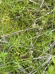 Apium prostratum prostratum