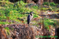 Ardea herodias