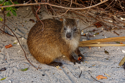 Desmarest's Hutia