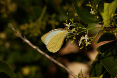 Ascia monuste eubotea