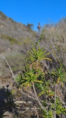 Salvia brandegeei