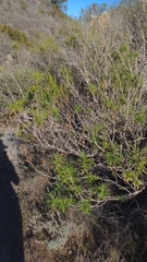 Salvia brandegeei