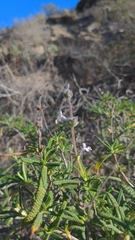 Salvia brandegeei