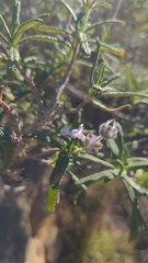 Salvia brandegeei