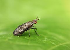 Coremacera marginata
