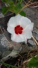Pavonia cymbalaria