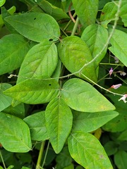Desmodium canescens