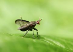 Coremacera marginata