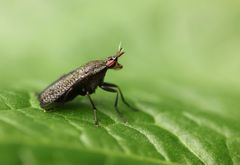 Coremacera marginata