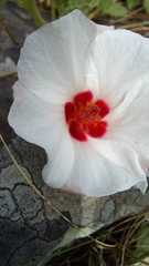 Pavonia cymbalaria