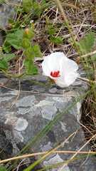 Pavonia cymbalaria