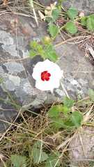 Pavonia cymbalaria