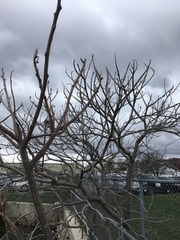 Rhus typhina