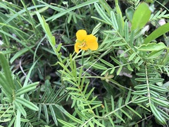 Senna aciphylla