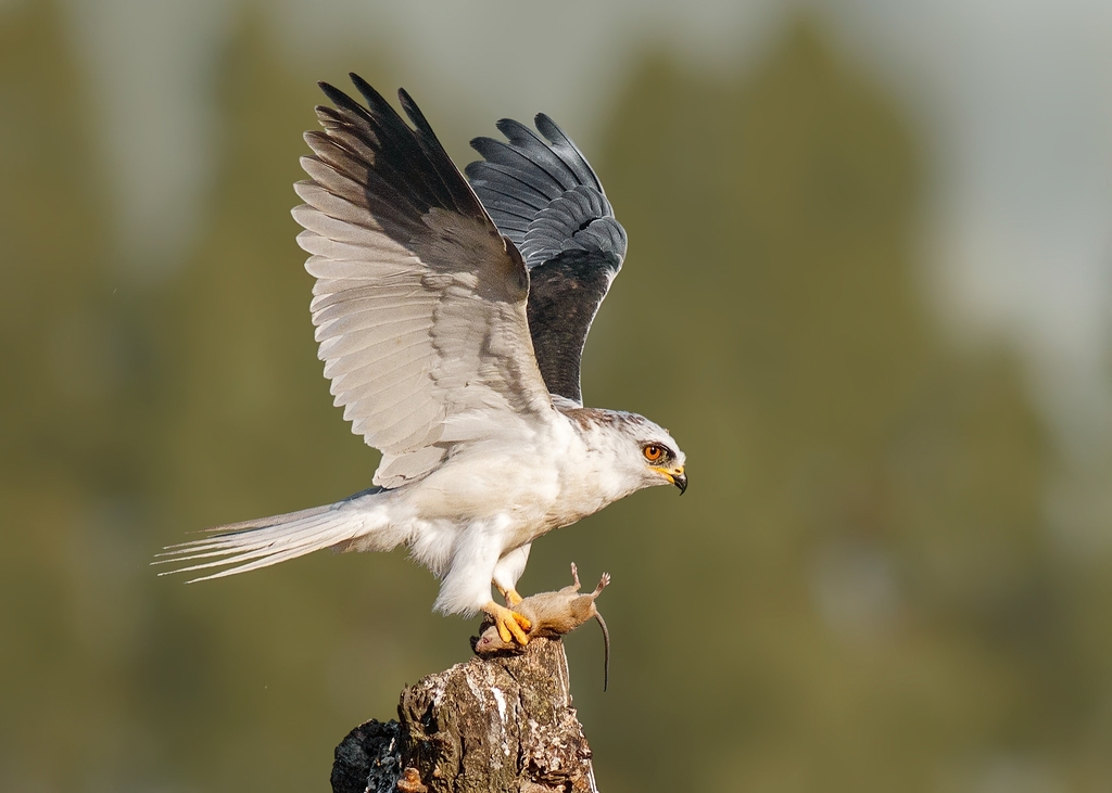 White-tailed Kite