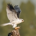 South American White-tailed Kite - Photo (c) Bryan Caro San Martin, some rights reserved (CC BY-NC), uploaded by Bryan Caro San Martin