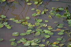 Hydrocleys nymphoides