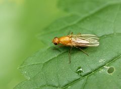 Acalyptratae