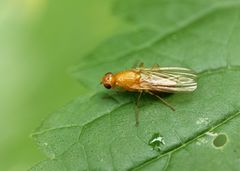 Acalyptratae