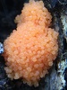 Tubifera montana - Photo (c) Jonah Benningfield, some rights reserved (CC BY-NC), uploaded by Jonah Benningfield