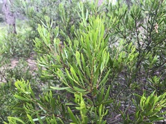 Acacia montana