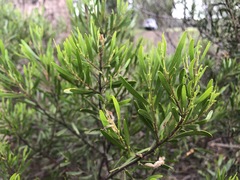 Acacia montana