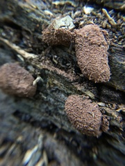 Tubifera montana