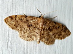 Idaea inquinata