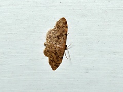 Idaea inquinata