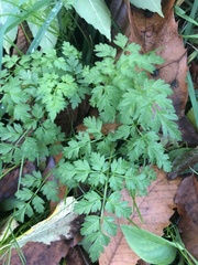 Anthriscus sylvestris