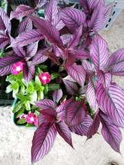 Strobilanthes auriculata