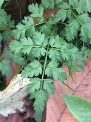 Anthriscus sylvestris