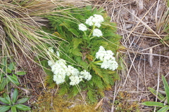 Aciphylla dissecta